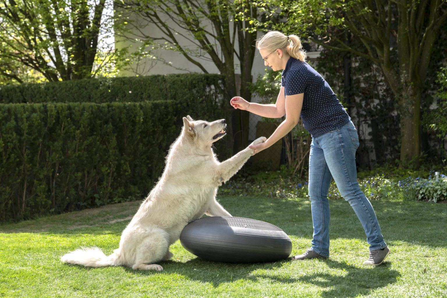 Warum solltest Du mit deinem Hund gerade zu mir kommen und wozu